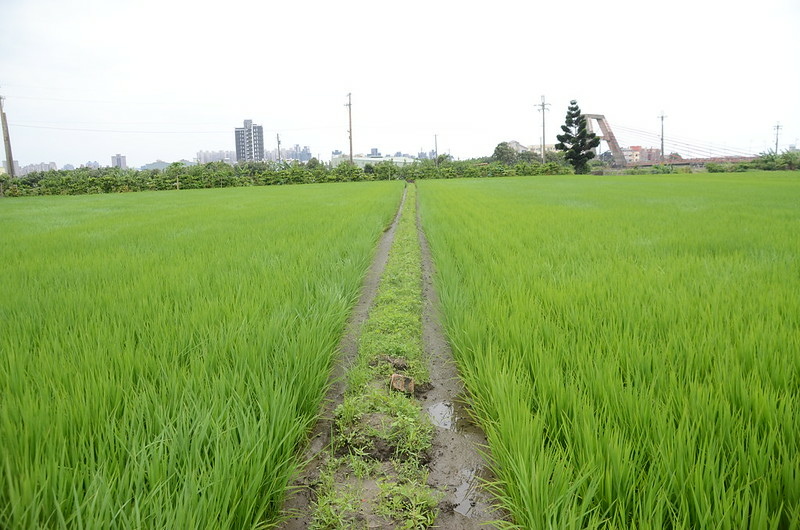 新寮橋總督府土木局頭前溪右岸1-6町杭附近地貌 (2)