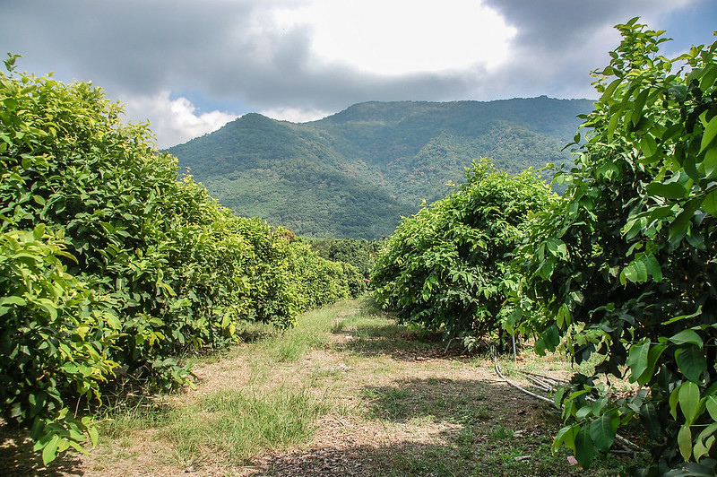 尾庄圖根點登山圖中東望大原山
