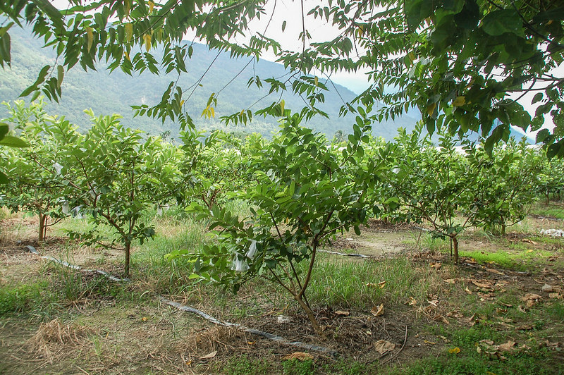 尾庄圖根點芭樂園