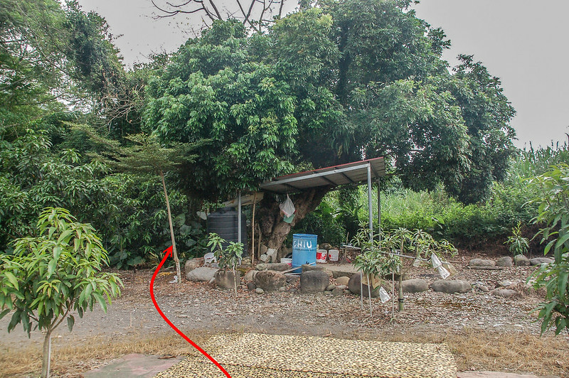 尾庄南總督府土木局水準點登山路線 (2)