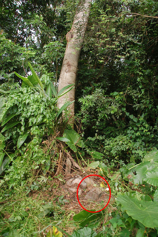 尾庄南總督府土木局水準點點位 (2)