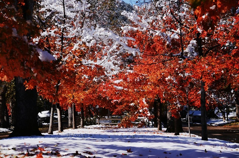 Maple in Fall after snow, Boulder (44)