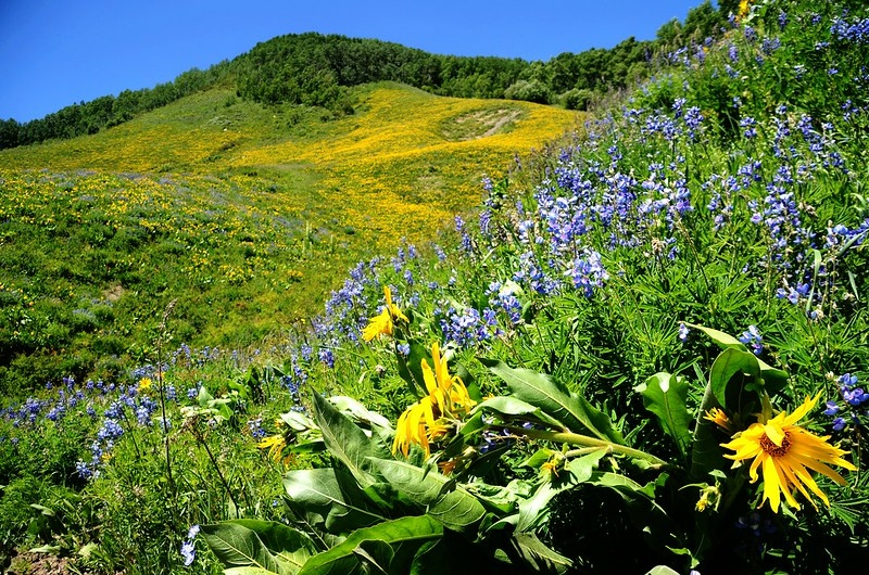 East River Trail, Crested Butte (532)