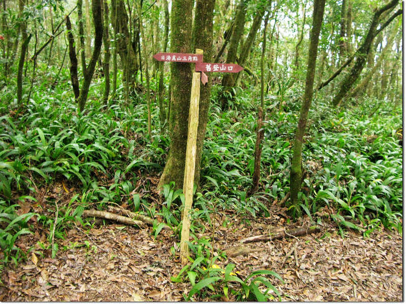 北大武山新登山口高繞段稜頂岔路