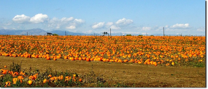 Pumpkin field 2