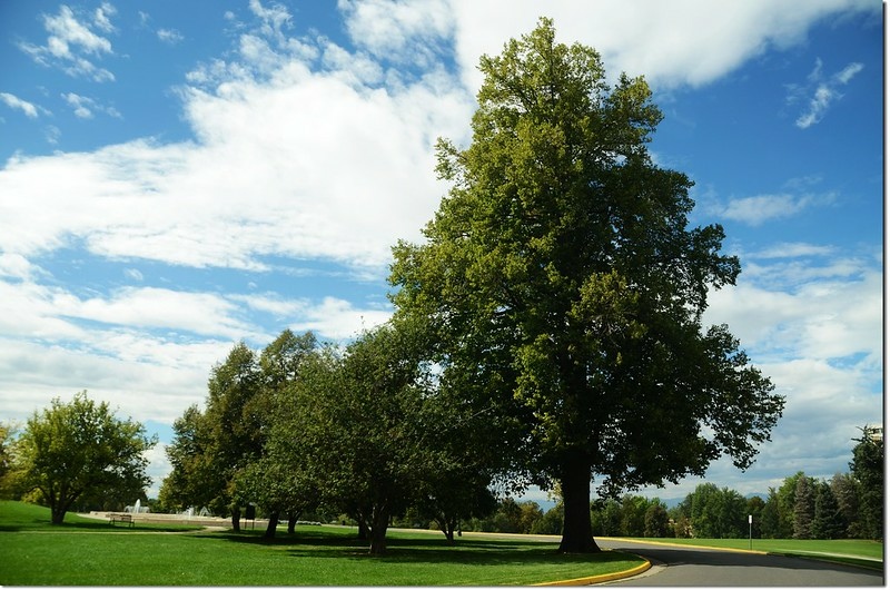 Linden tree, whole tree 3