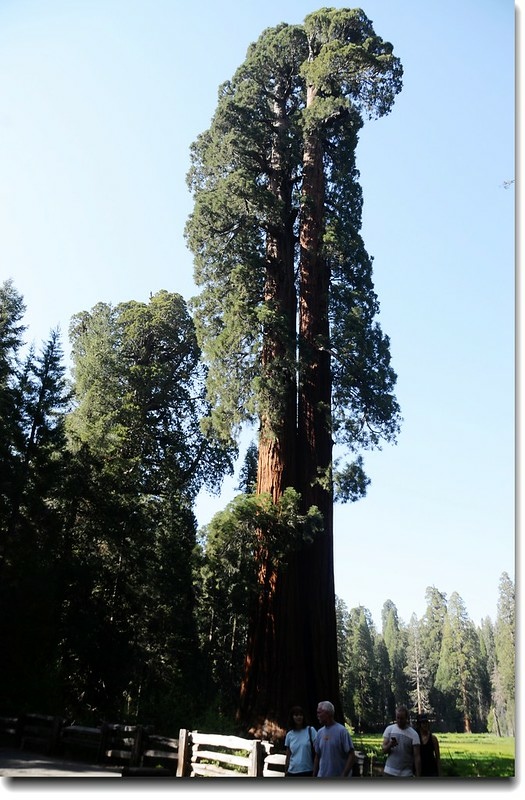 Ed by Ned tree, Big Trees Trail, Sequoia NP 1