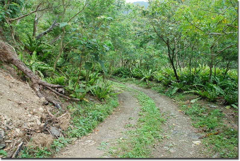 耆路知可山登山步道旁山蘇園
