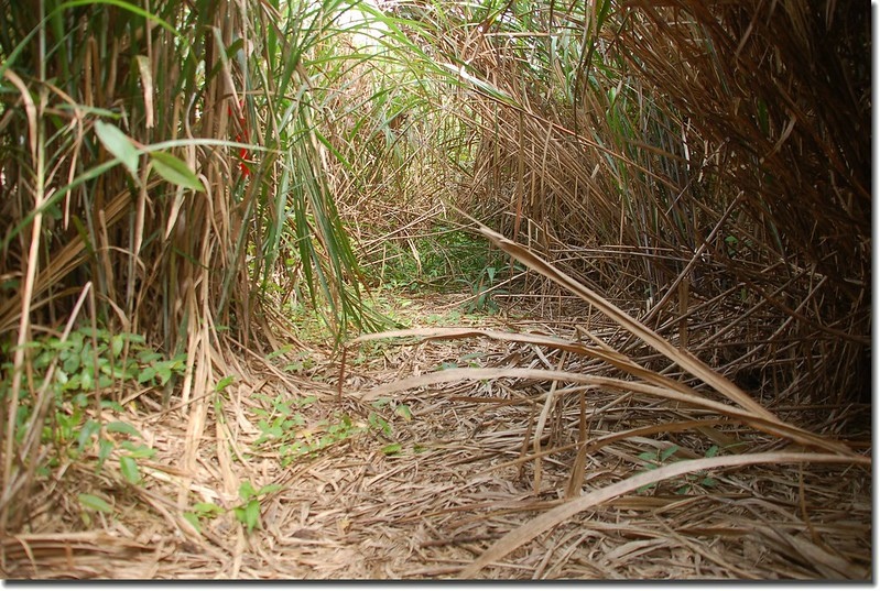 耆路知可山登山步道 5