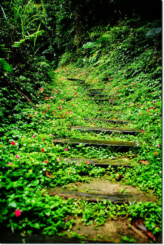登山步道 4