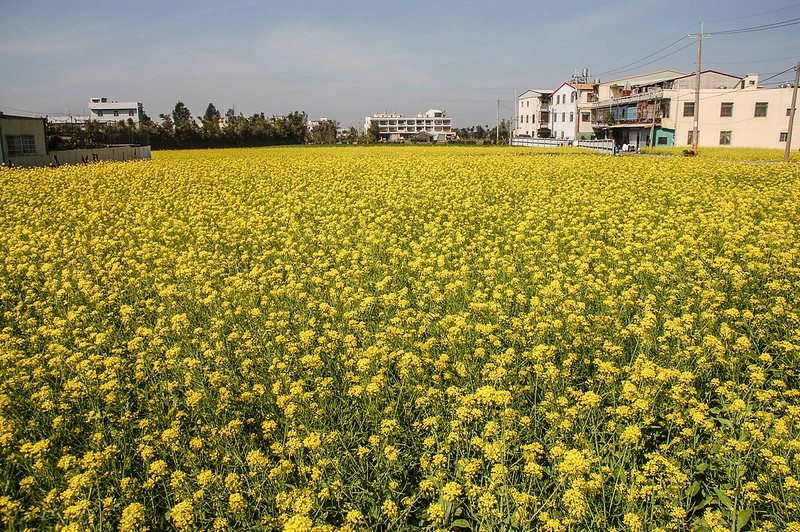 油菜花海 4