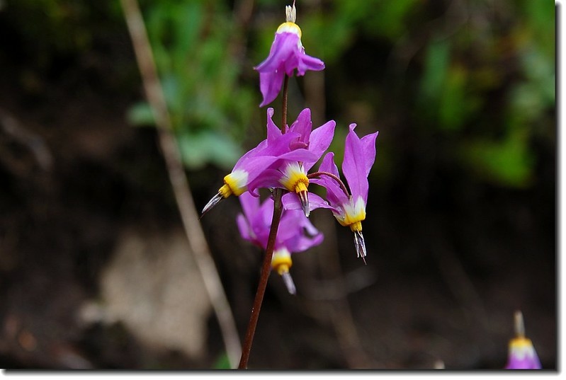 Shooting Star Flower 6