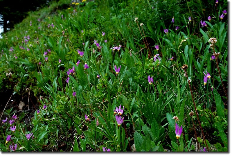 Shooting Star Inhabit