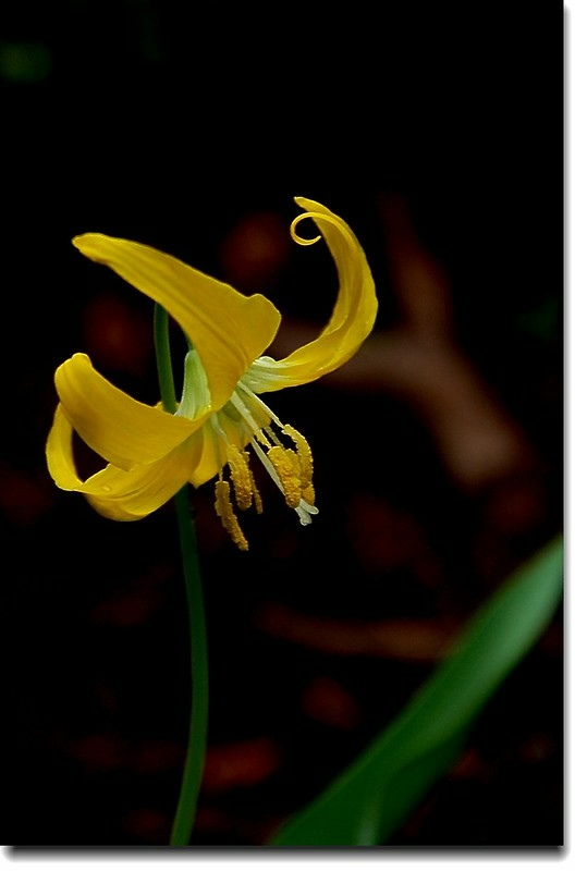 Glacier Lily 4