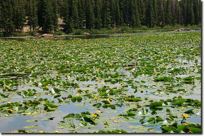 Yellow Pond Lily 3
