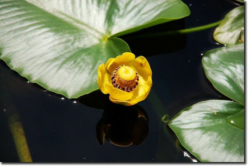 Yellow Pond Lily 2