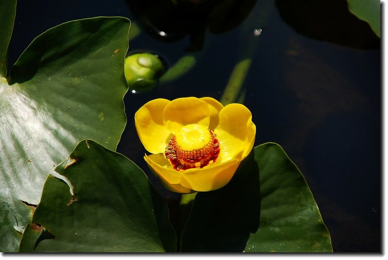 Yellow Pond Lily 1
