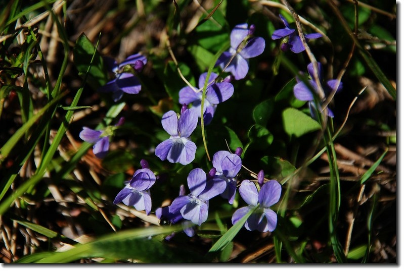 Common Violet