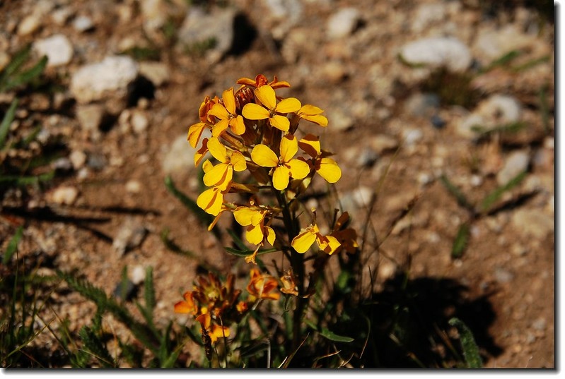 Western Wallflower 2