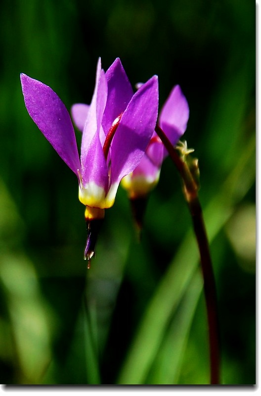 Shooting Star Flower 1