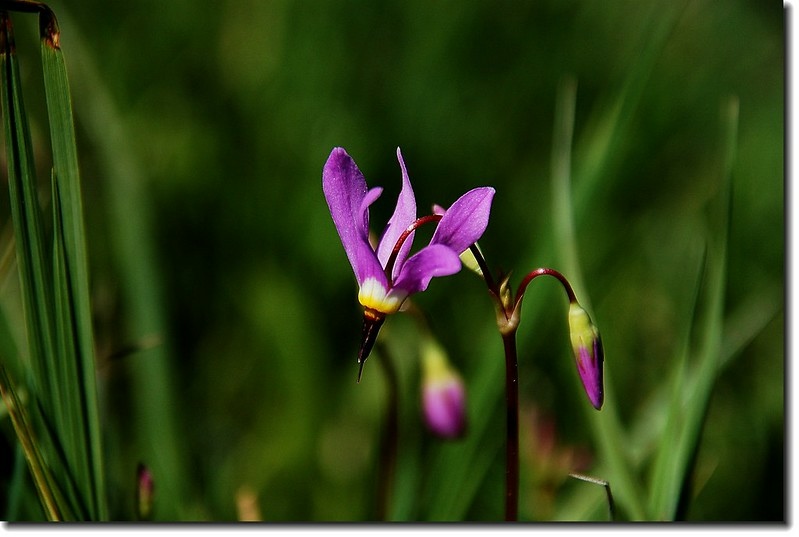 Shooting Star Flower 3