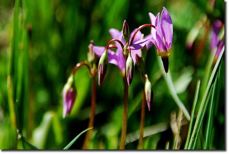 Shooting Star Flower 2