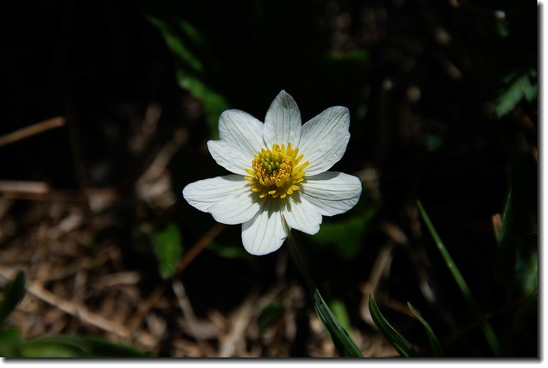 Marsh Marigold(Ouzel lake)