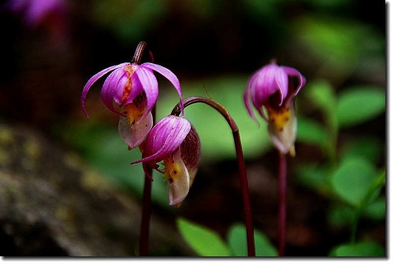 Calypso Orchid(Fairy Slipper) 4