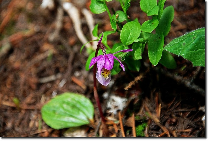 Calypso Orchid(Fairy Slipper) 3