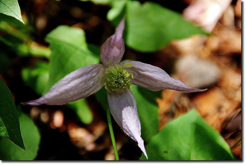 Blue virgin's bower 2