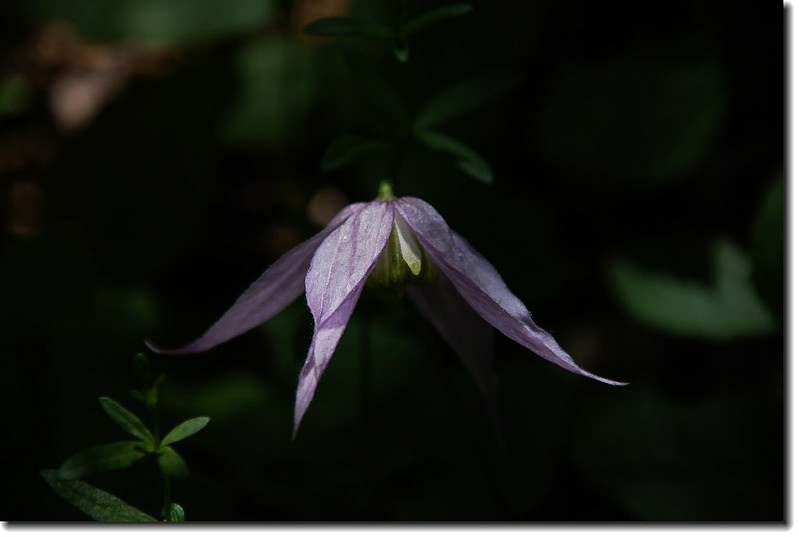 Blue virgin's bower 1