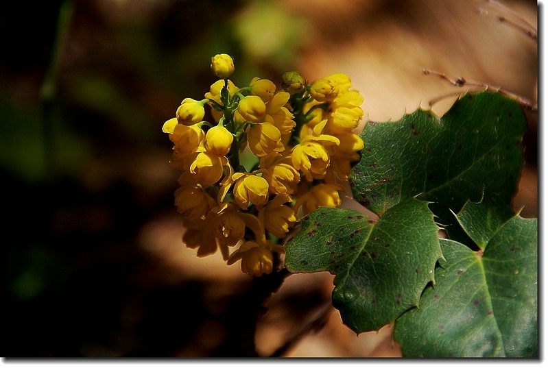 Creeping Oregon grape