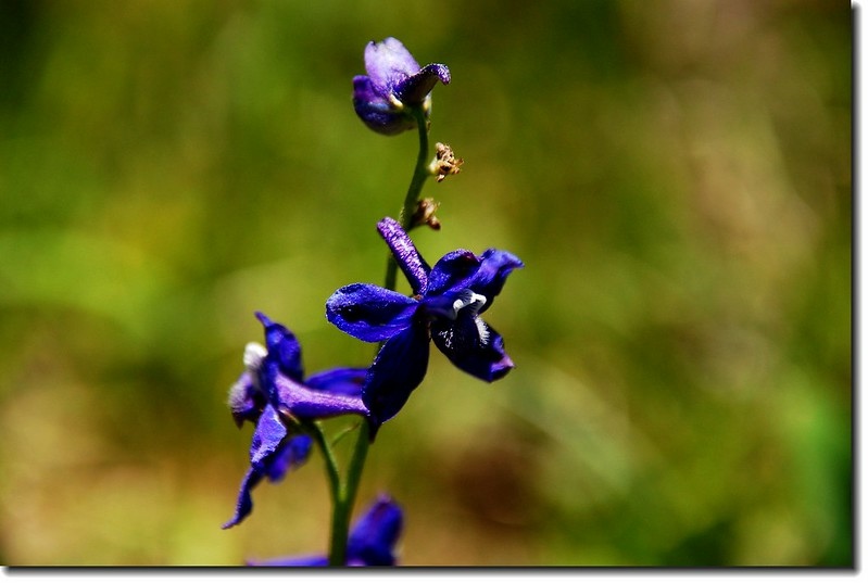 Early larkspur(Nelson Larkspur)
