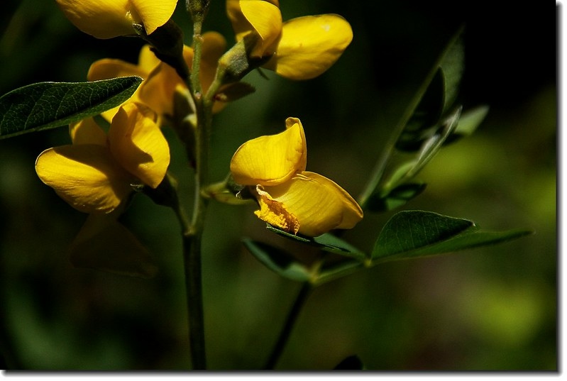 Golden Banner(Mountain Golden Pea)