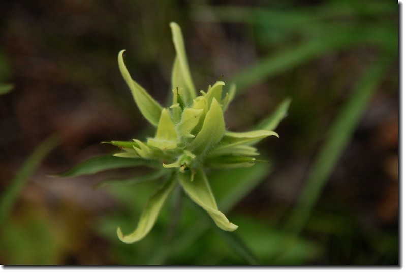 Yellow Indian Paint Brush 6