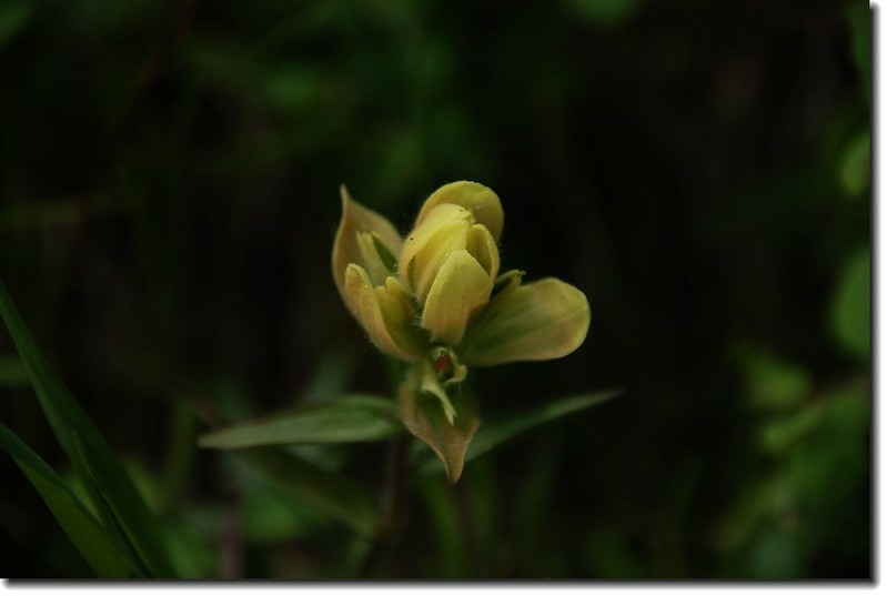 Yellow Indian Paint Brush 1