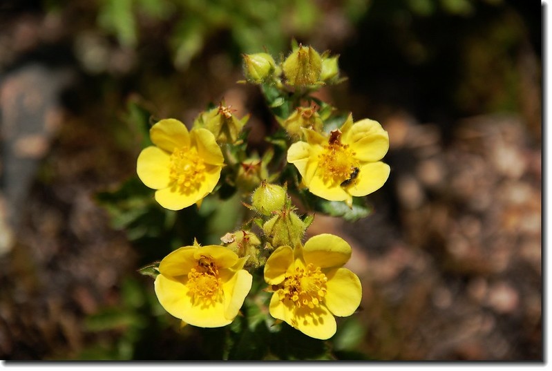 Sticky Cinquefoil