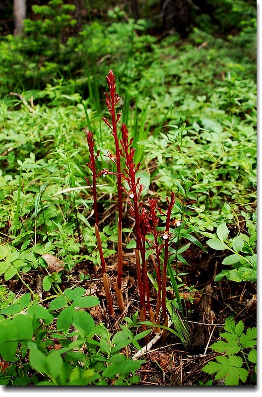 Spotted Coralroot 2