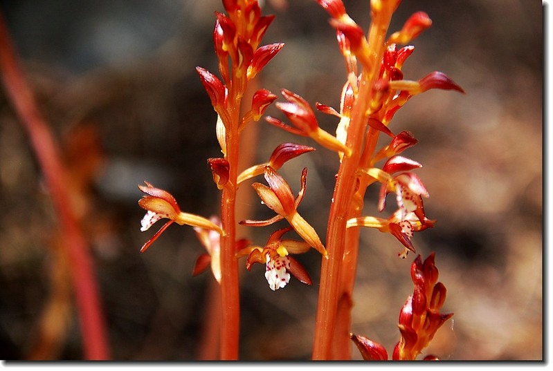 Spotted Coralroot 1