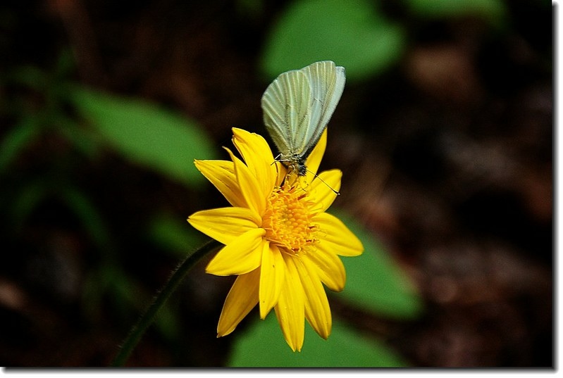 Heart leaved Arnica 1