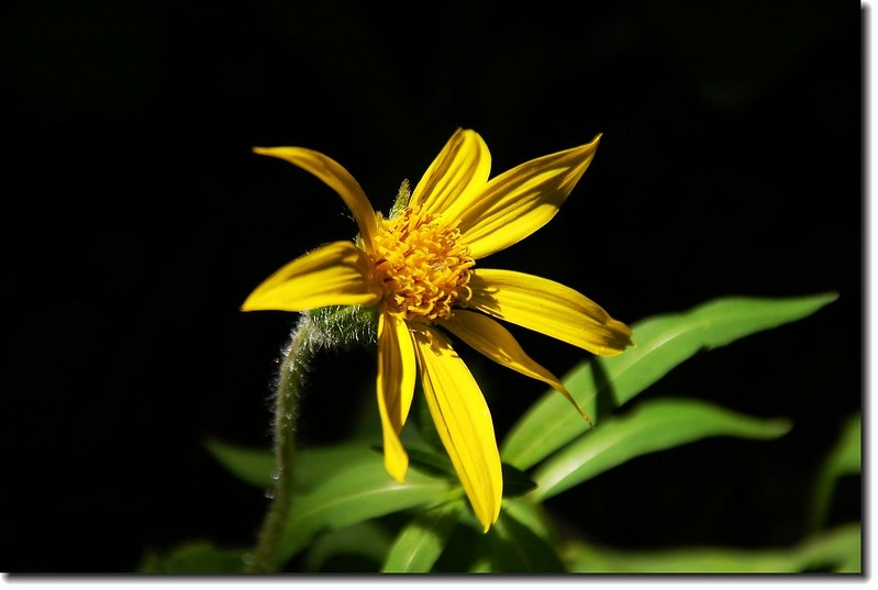 Heart leaved Arnica