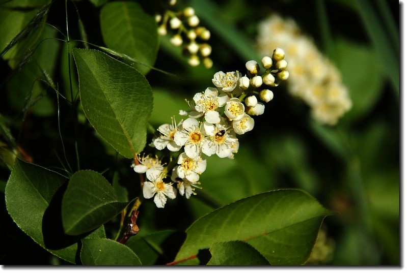 Chokecherry 1