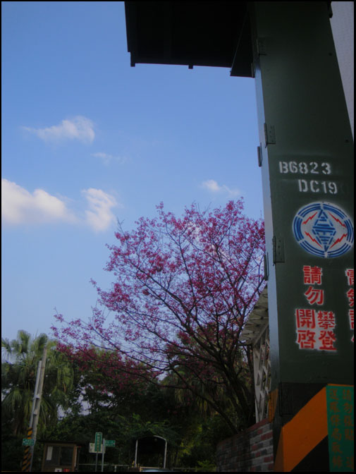 後面的櫻花 後面的櫻花