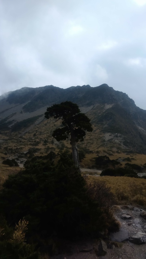 收集高山名樹(民宿)篇~