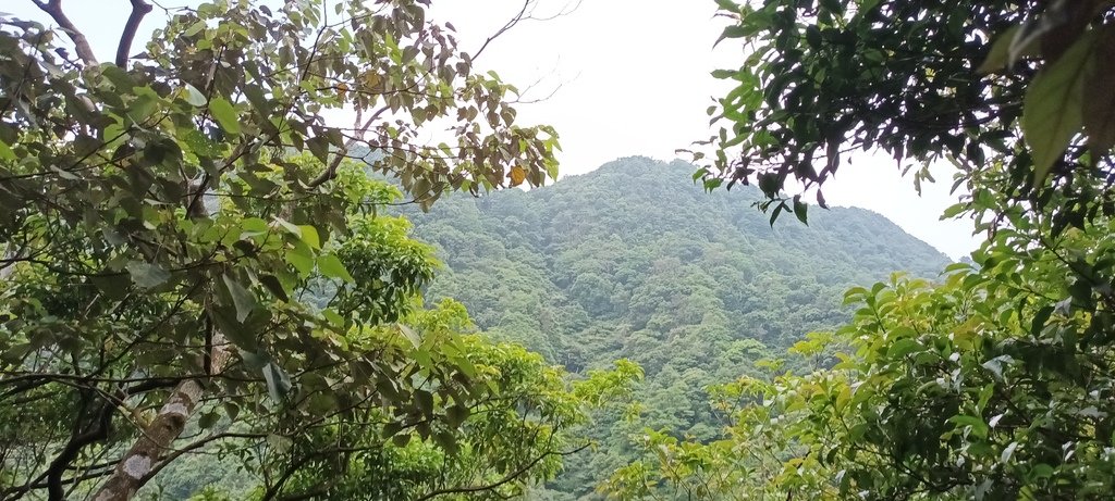 1120526貓空草湳大榕樹~貓空圓山東北峰~貓空圓山~南邦