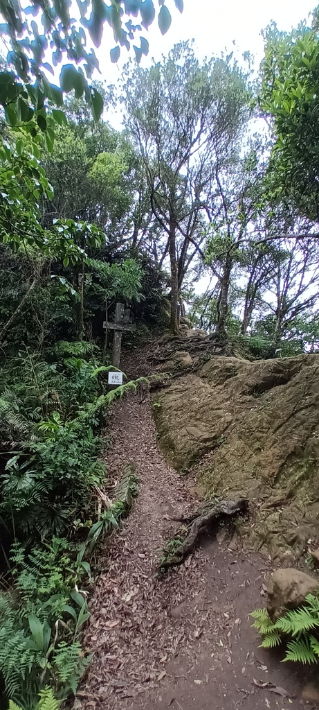 1120526貓空草湳大榕樹~貓空圓山東北峰~貓空圓山~南邦