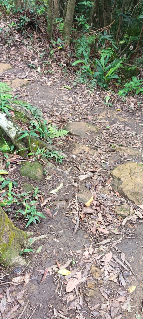 1120526貓空草湳大榕樹~貓空圓山東北峰~貓空圓山~南邦