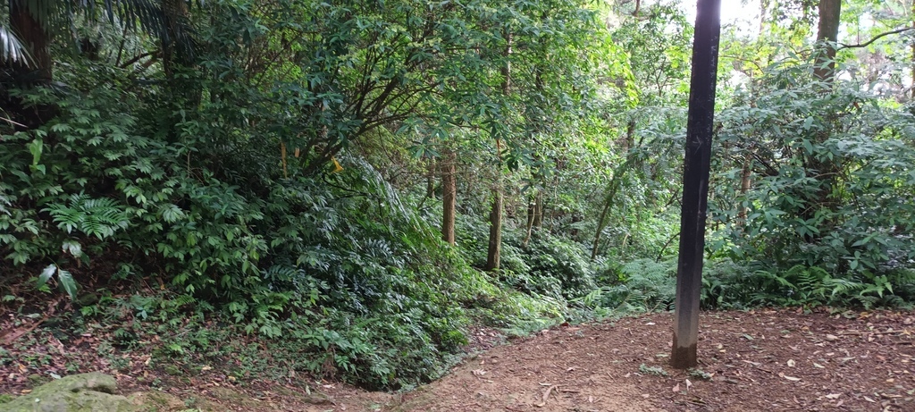 1120526貓空草湳大榕樹~貓空圓山東北峰~貓空圓山~南邦