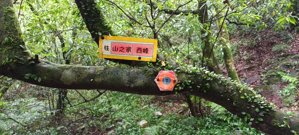 1120427小觀音山群峰Y型來回~大屯山鞍部停車場登山口、