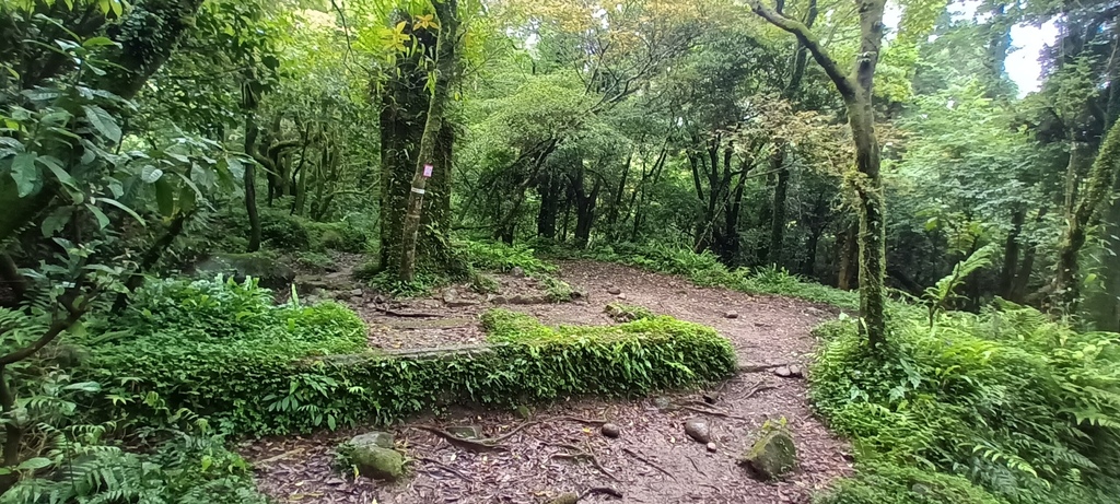 1120427小觀音山群峰Y型來回~大屯山鞍部停車場登山口、